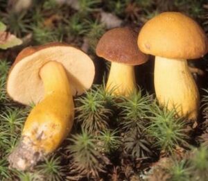 Aureoboletus roxanae