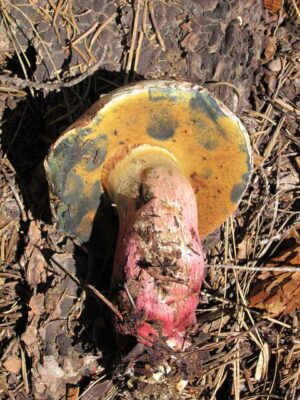 Caloboletus rubripes ("Western Bitter Bolete")