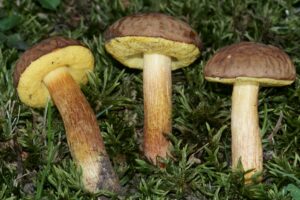 Hemileccinum rubropunctum ("Ashtray Bolete")