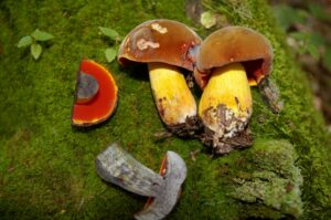 Boletus rufocinnamomeus