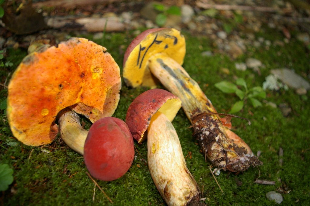 Boletus Sensibilis “curry Bolete” The Bolete Filter