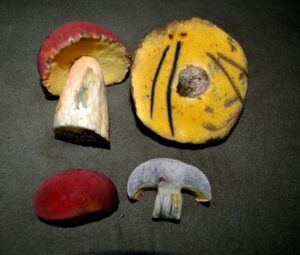Boletus sensibilis ("Curry Bolete")
