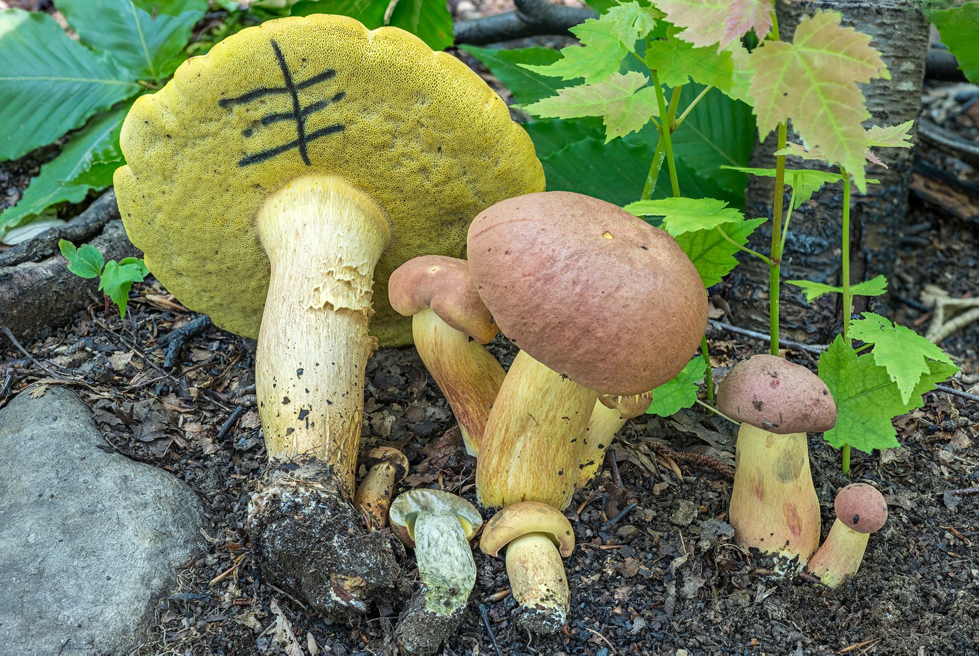 Boletus Sensibilis (“Curry Bolete”) | The Bolete Filter