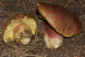 Boletus smithii
