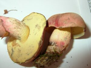 Boletus speciosus