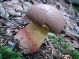 Butyriboletus brunneus
