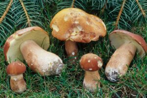 Boletus subcaerulescens ("Almost Bluing King Bolete")