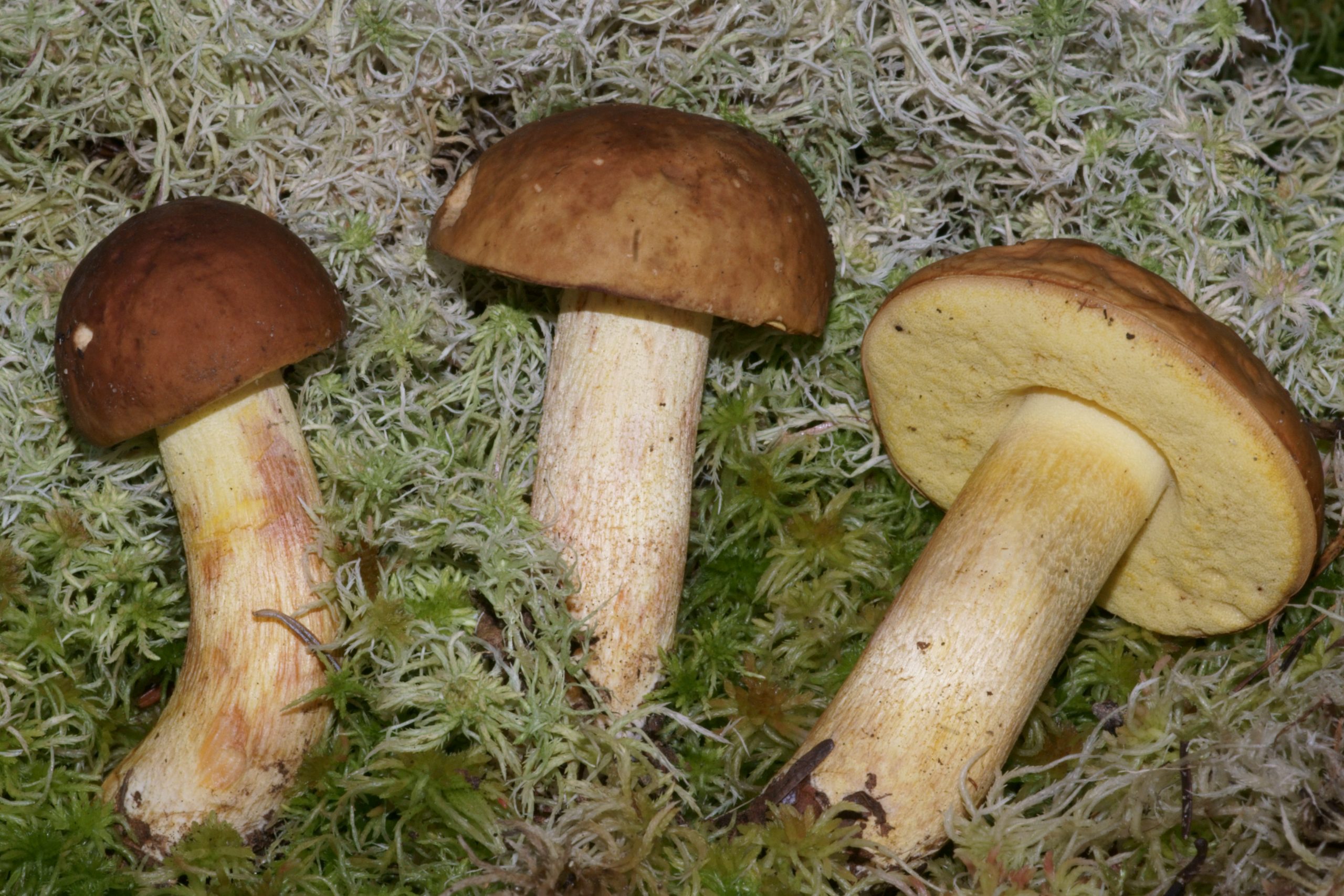 Hemileccinum subglabripes | The Bolete Filter