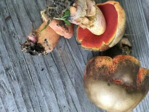 Neoboletus subluridellus