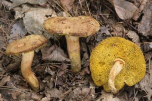 Xerocomus subtomentosus ("Yellow Crack Bolete")