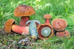 Neoboletus subvelutipes ("Red Mouth Bolete")