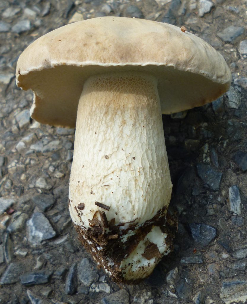 Boletus variipes The Bolete Filter