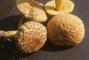 Boletus variipes