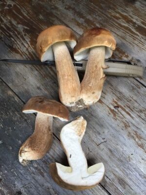Boletus variipes-fagicola