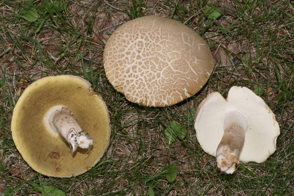 Boletus variipes The Bolete Filter