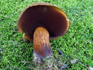 Boletus vermiculosus ("Brown Pored Bolete")