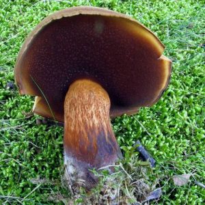 Boletus vermiculosus ("Brown Pored Bolete")