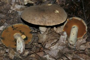 Boletus vermiculosoides ("Brown Pored Bolete")