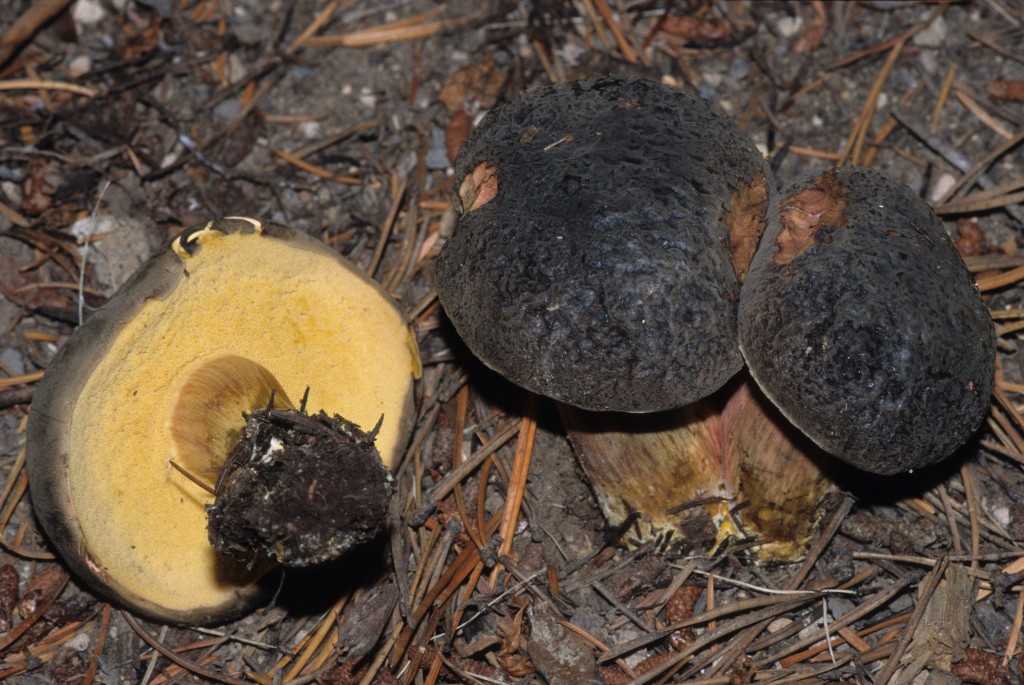 zelleri (“Zeller’s Bolete”) The Bolete Filter
