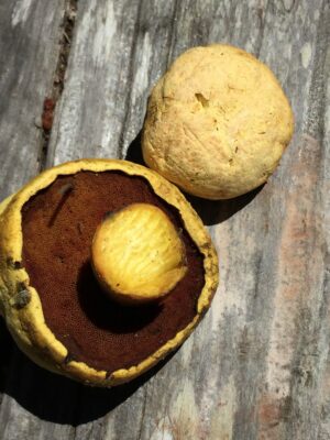 Buchwaldoboletus sphaerocephalus