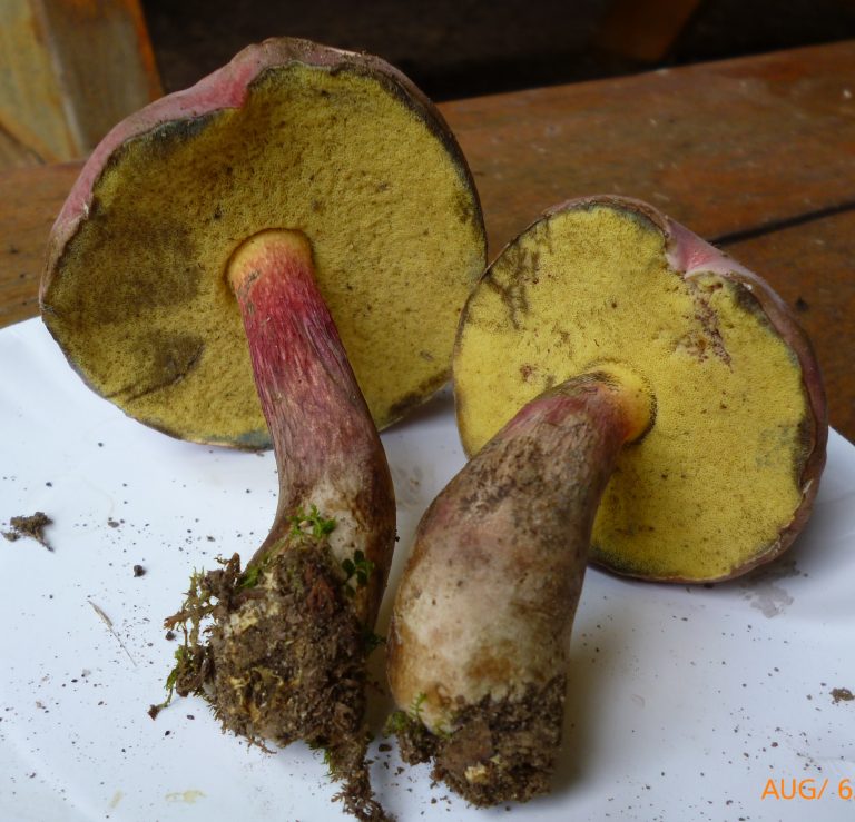 Butyriboletus peckii The Bolete Filter