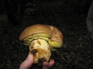 Butyriboletus persolidus ("Butter Bolete")