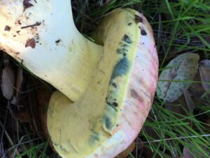 Butyriboletus querciregius ("Red-Capped Butter Bolete")