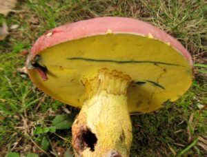 Butyriboletus roseopurpureus