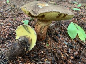 Caloboletus conifericola