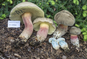 Caloboletus roseipes ("Rosy Foot Bolete")