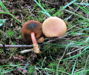 Chalciporus piperatoides