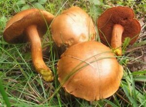Chalciporus piperatus ("Peppery Bolete")