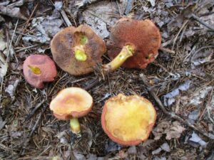 Chalciporus pseudorubinellus