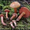 Chalciporus rubritubifer (Jason Bolin)