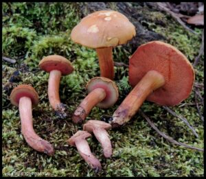 Chalciporus rubritubifer (Jason Bolin)