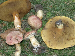 Suillus ochraceoroseus ("Rosy Larch Bolete")