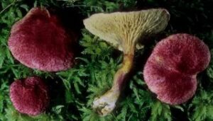 Suillus paluster ("Red Bog Bolete")