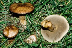Suillus elbensis