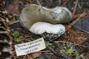 Boletus subalpinus
