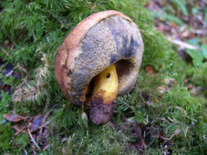 Gastroboletus turbinatus