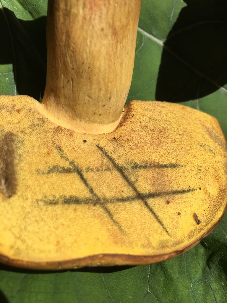 Lanmaoa pallidorosea (“Bouillon Bolete”) The Bolete Filter