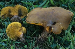 Boletinellus merulioides ("Ash Tree Bolete")
