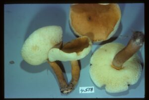 Gyroporus borealis and smithii, f/k/a castaneus ("Chestnut Bolete")
