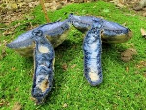 Gyroporus cyanescens ("Bluing Bolete")