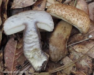 Gyroporus phaeocyanescens