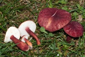 Gyroporus purpurinus ("Red Gyroporus")