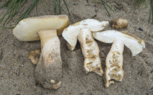 Gyroporus subalbellus