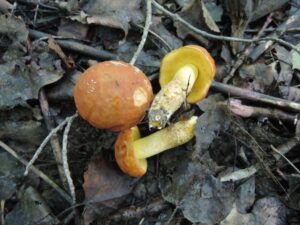 Hemileccinum subglabripes