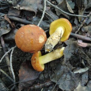 Hemileccinum subglabripes