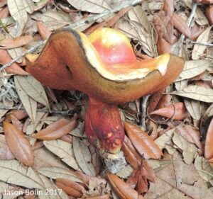 Lanmaoa sublurida